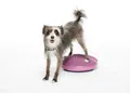 Balancekissen Balance Disc 56 cm razzleberry – FitPAWS