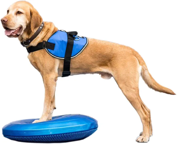 Balancekissen Balance Disc 56 cm razzleberry – FitPAWS