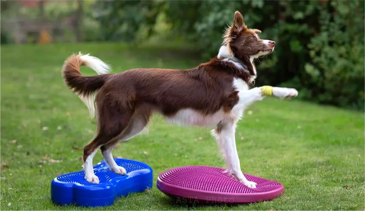 Balancekissen Balance Disc 56 cm razzleberry – FitPAWS