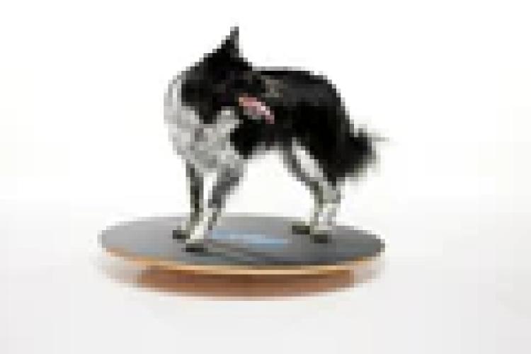 Wackelbrett Wobble Board 50 cm – FitPAWS