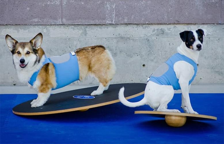 Wackelbrett Wobble Board 50 cm – FitPAWS