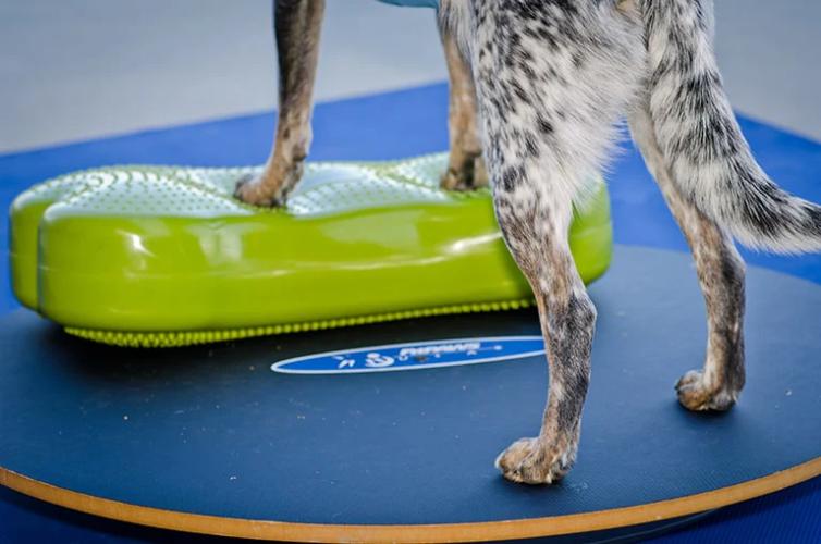 Wackelbrett Wobble Board 50 cm – FitPAWS