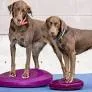 Balancekissen Balance Disc 35,5 cm razzleberry – FitPAWS