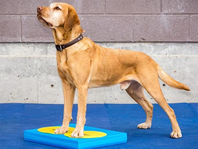 Bodentargets Targets 4er-Set für Hundetraining – FitPAWS