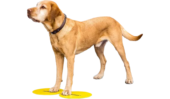Bodentargets Targets 4er-Set für Hundetraining – FitPAWS