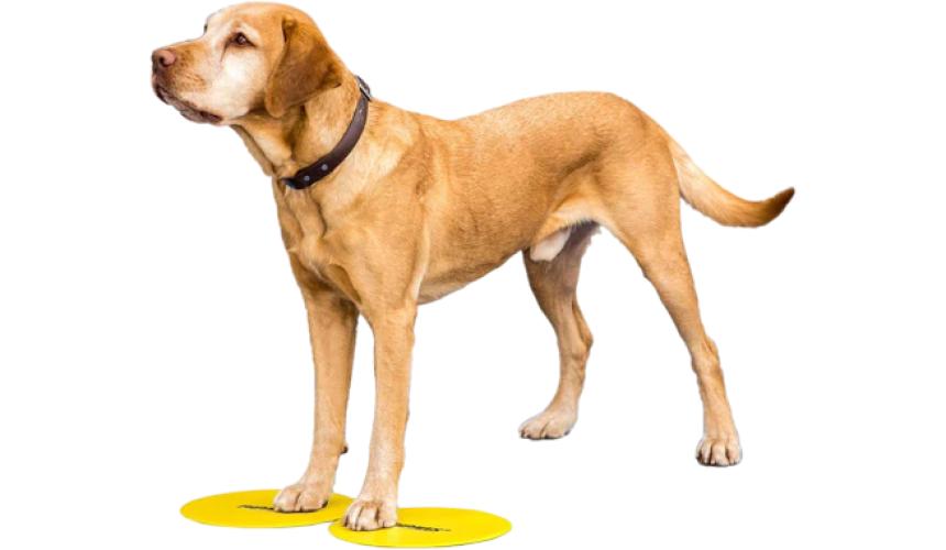 Bodentargets Targets 4er-Set für Hundetraining – FitPAWS