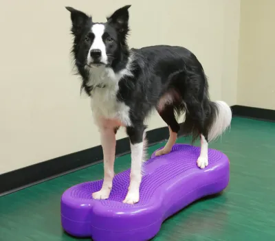 Balancekissen Giant K9FITbone 89 × 38 × 18 cm violett – FitPAWS