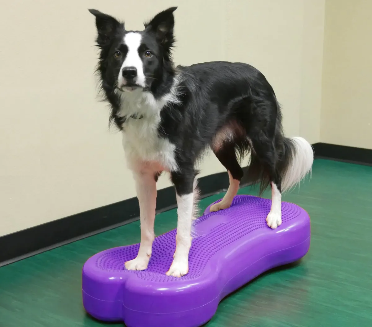 Balancekissen Giant K9FITbone 89 × 38 × 18 cm violett – FitPAWS