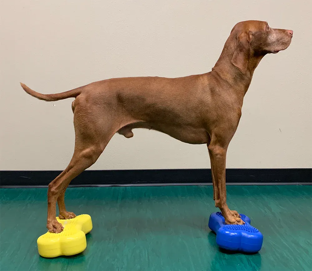 Balancekissen K9FITbone Mini 27 × 20 × 12 cm – FitPAWS