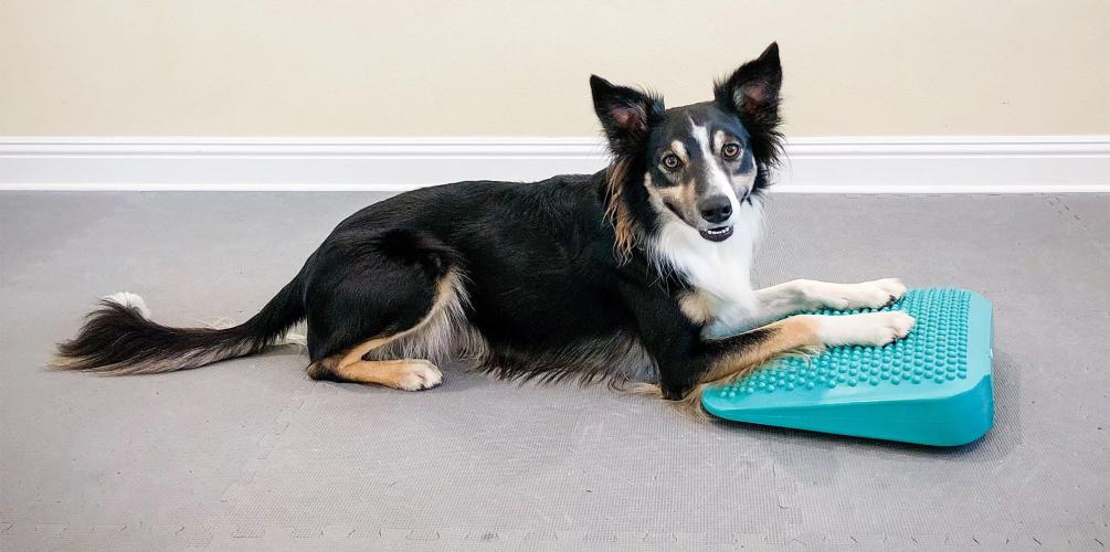 Balance-Rampe 35,5 × 35,5 cm aqua – FitPAWS