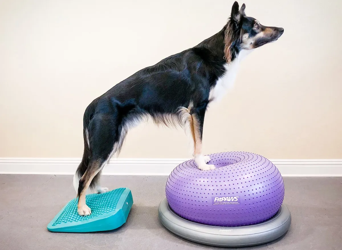 Balance-Rampe 35,5 × 35,5 cm aqua – FitPAWS