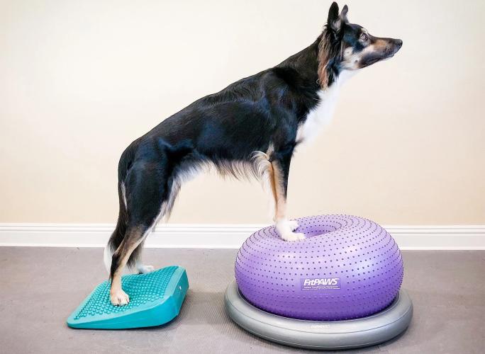 Balance-Rampe 35,5 × 35,5 cm aqua – FitPAWS