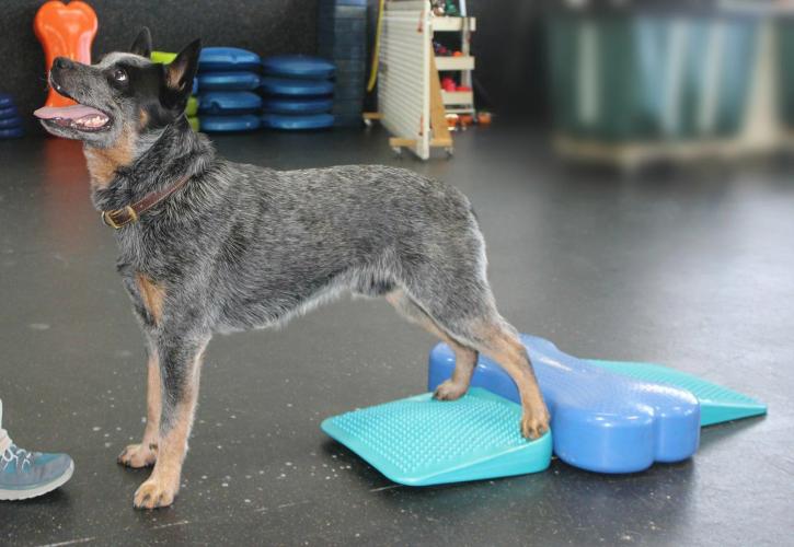 Balance-Rampe 35,5 × 35,5 cm aqua – FitPAWS
