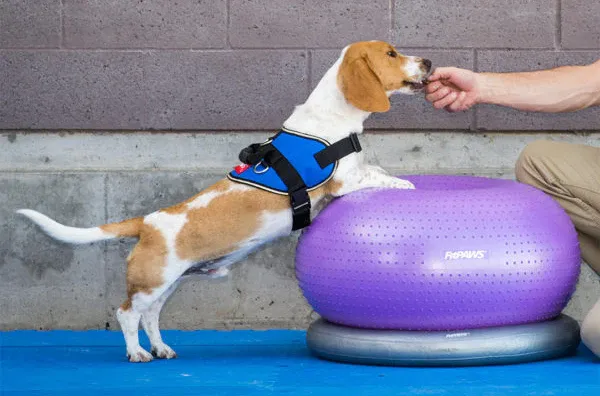 Balancegerät TRAX Donut 33 × 55 cm violett – FitPAWS