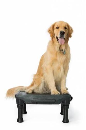Trainingsplattform Sports KLIMB schwarz – FitPAWS