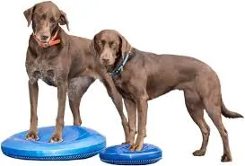 Balancekissen Balance Disc blau – FitPAWS