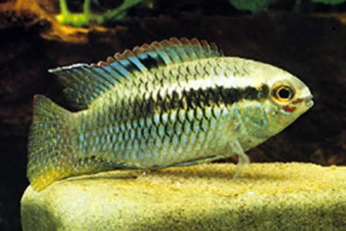 Laetacara / Aequi curviceps 4-5cm