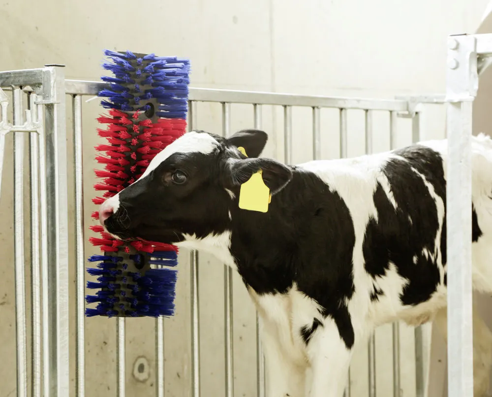 Bürste für Pferd, Rind, Ziege
