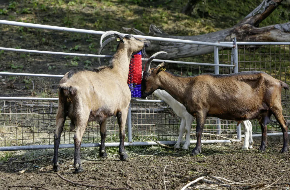 Bürste für Pferd, Rind, Ziege