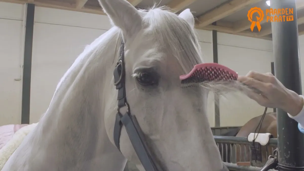 Paardenpraat Horse Supreme Borstel Rosa