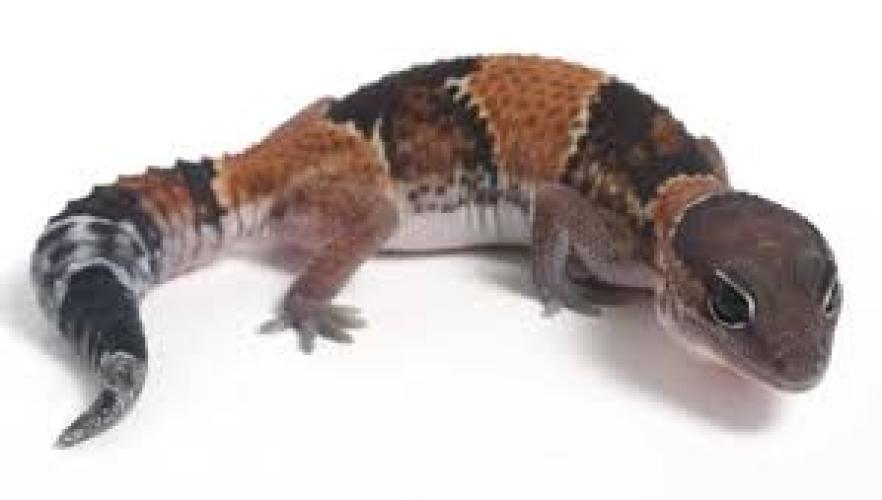Afrikanischer Fettschwanzgecko – Hemitheconyx caudicinctus 1.1 Paar