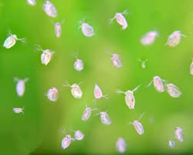 Zooplankton Rotateria 90ml