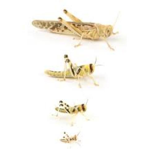 Wüstenheuschrecken micro
