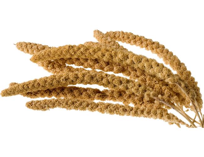 Offenverkauf Kolbenhirse gelb per KG für Tiervögel