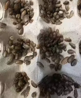 Lebendfutter: Argentinische Waldschabe – klein (Blaptica dubia) Dose 40 Stück