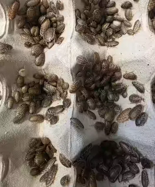 Lebendfutter: Argentinische Waldschabe – klein (Blaptica dubia) Dose 40 Stück
