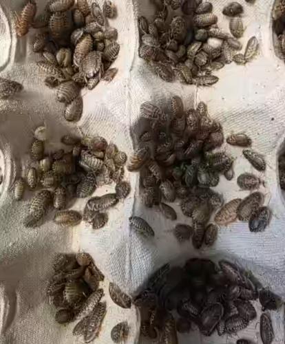 Lebendfutter: Argentinische Waldschabe – klein (Blaptica dubia) Dose 40 Stück