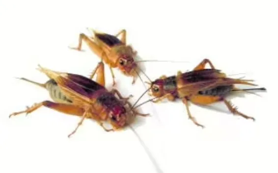 Lebendfutter: Steppengrillen mittel (Gryllus assimilis)  500 Stück