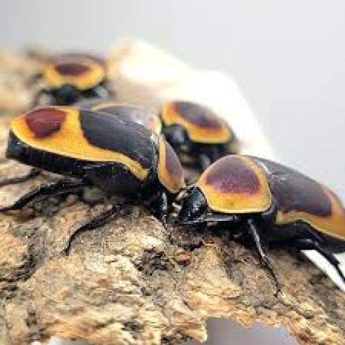 Kongo-Rosenkäfer (Pachnoda marginata peregrina)