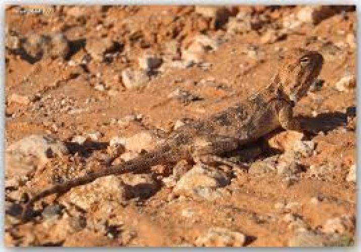 Gemeine Agame (Agama agama) M–L