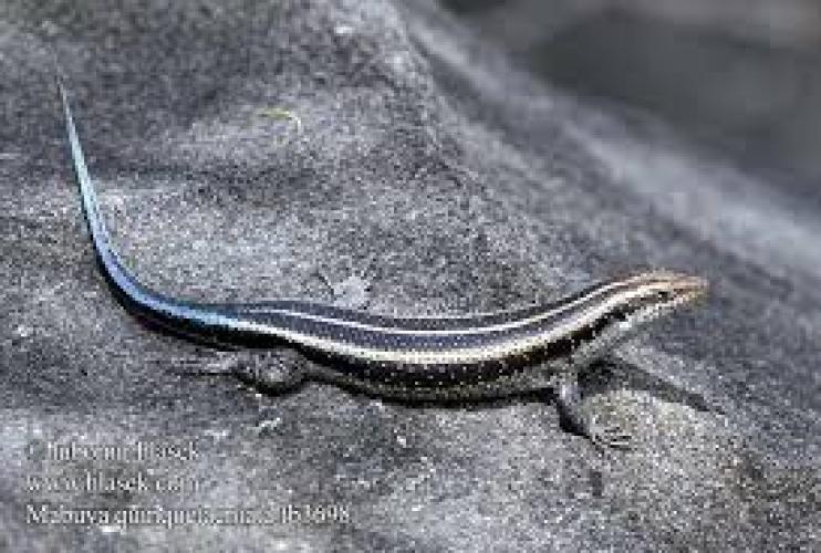 Fünfstreifen-Glattskink (Mabuya quinquetaeniata) M–L