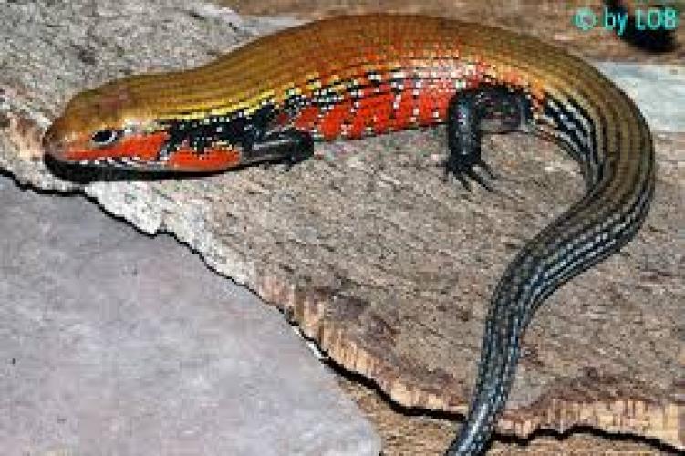 Fernandi-Skink (Riopa fernandi)| Pracht-Skink (Lepidothris fernandi) – adult - Paar