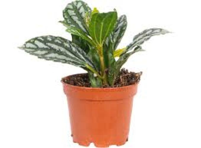 Pilea cadierei „Easy“ – Topfgröße 5
