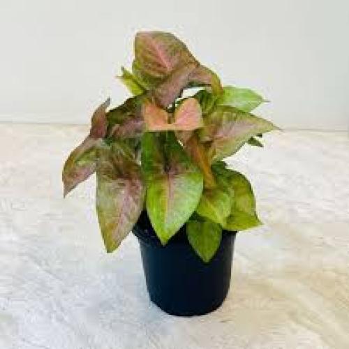 Syngonium „Red“ Easy – Topfgröße 5