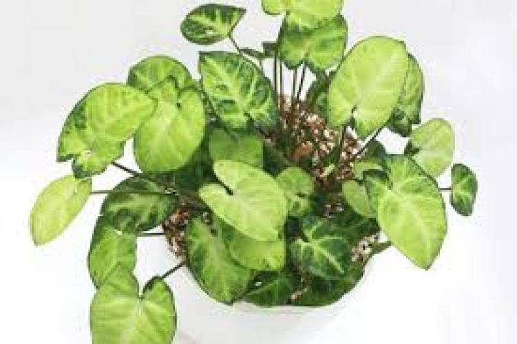 Syngonium sp. „Easy“ – Topfgröße 5