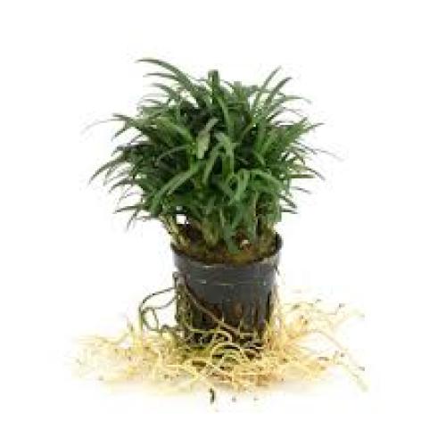 Ophiopogon japonicus „Pusillus“ – Medium (Topfgröße 5)