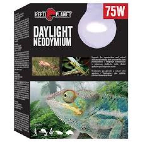 Neodymium Daylight S 75 W Komodo