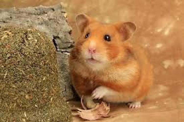 Goldhamster (Mesocricetus auratus)