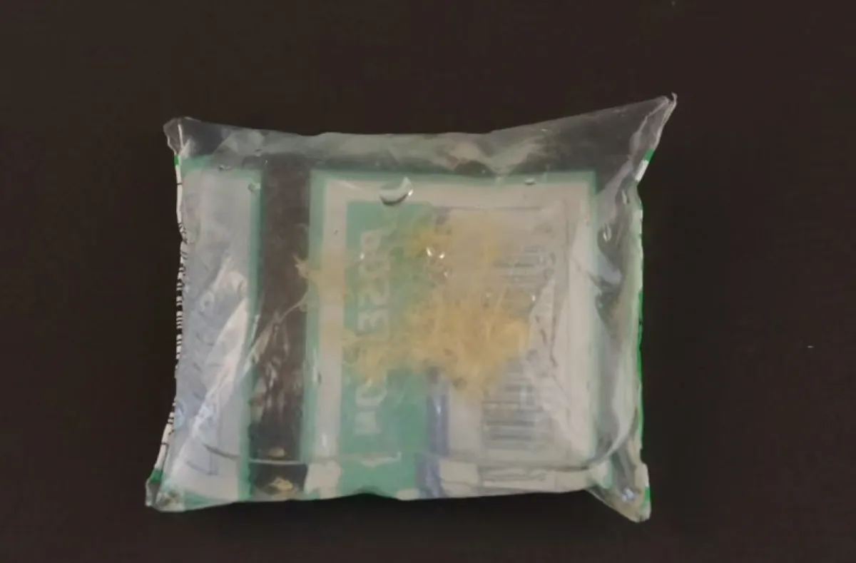 Lebendfutter: Enchytraeen 90ml lebend in PE-Beutel