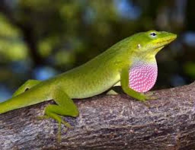 Anolis carolinensis adult
