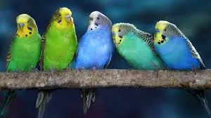 Wellensittich (Melopsittacus undulatus)
