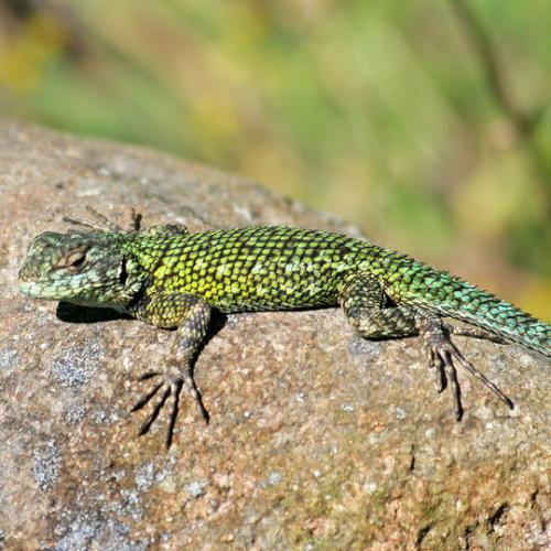Sceloporus malachiticus adult Paar