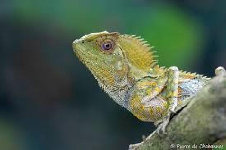 Chamäleon-Agame | Winkelkopfagame (Gonocephalus chamaeleontinus) M–L 1.1 Paar