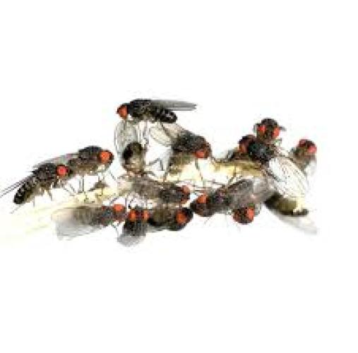 Drosophila gross