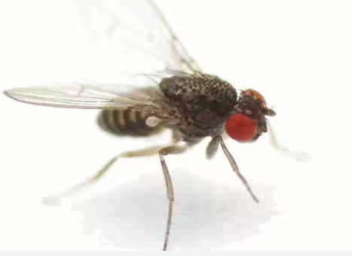 Drosophila klein (flugunfähig) 500ml