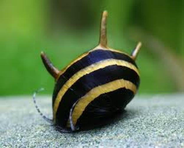 Clithon diadema Geweihschnecke für Aquarium Algenfresser